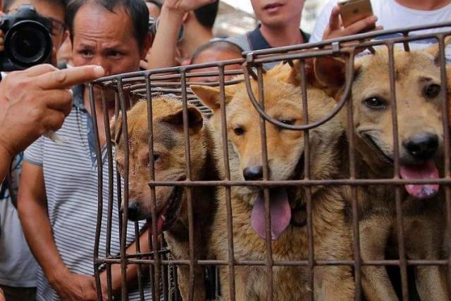 Corea del Sur: Granjeros caninos se oponen a ley que prohíbe la carne de perro