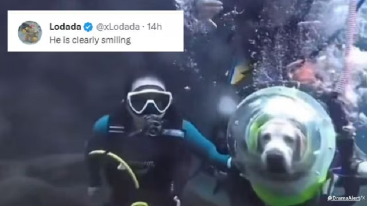 Video de perro buceando en aguas profundas se vuelve viral; Los internautas divididos