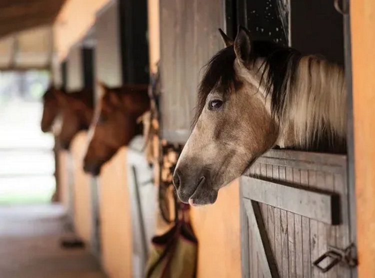 Argentina en alerta por virus que afecta a equinos y humanos