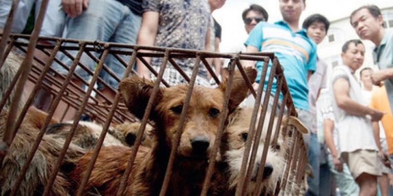 Corea del Sur busca prohibir el consumo de carne de perro