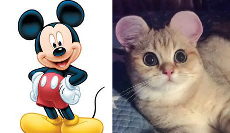 ¿Le cortarías las orejas a tu mascota al estilo Mickey Mouse? Polémica por la moda en China