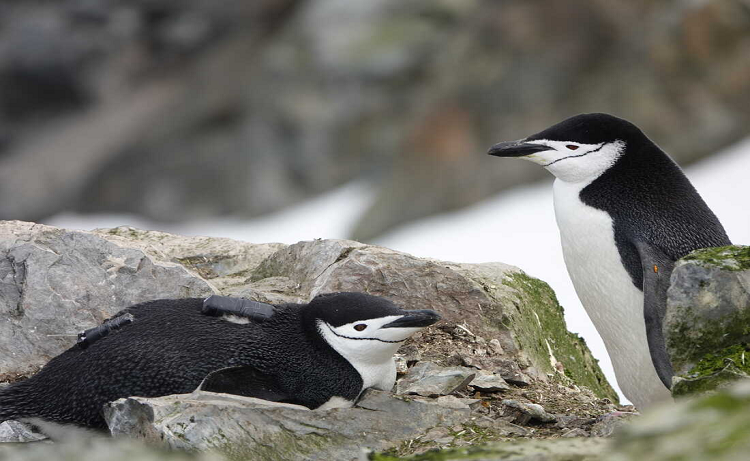 Pingüinos duermen miles de siestas en pocos segundos para cuidar las crías