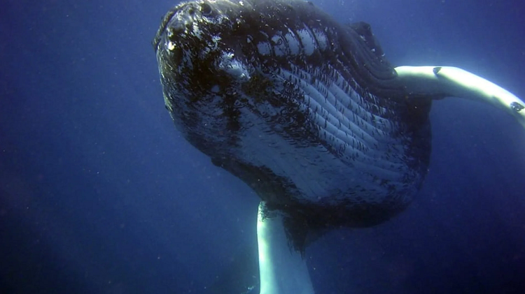 Científicos logran la primera conversación con ballenas: «son extremadamente inteligentes»