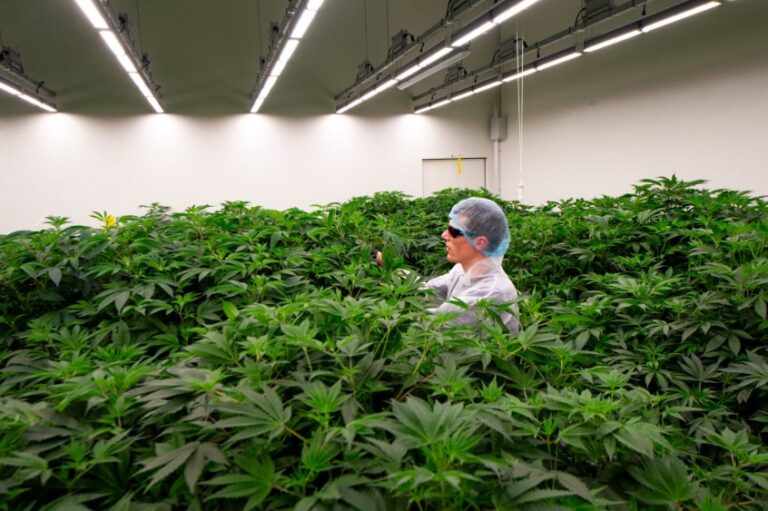 Países Bajos inicia un experimento de cannabis legal en dos ciudades