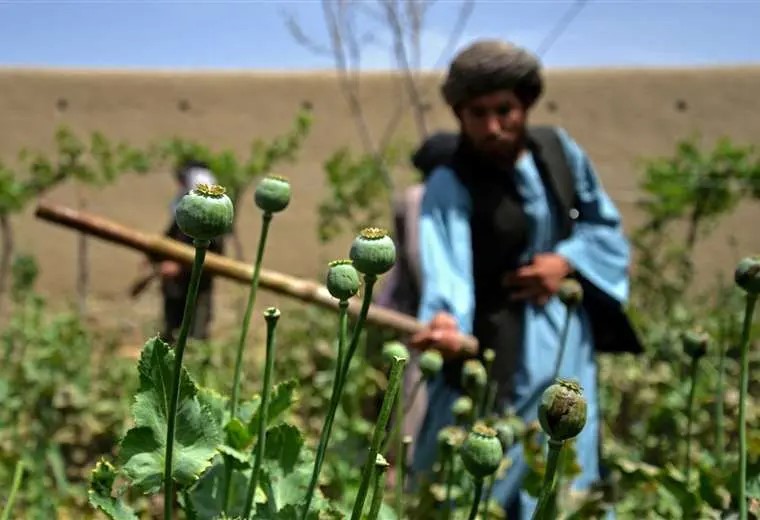Birmania superó a Afganistán como mayor productor de opio
