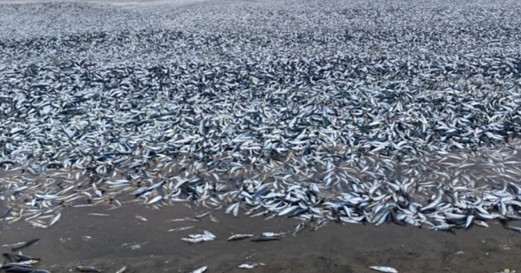 Aparecen 1.200 toneladas de peces muertos en isla de Japón