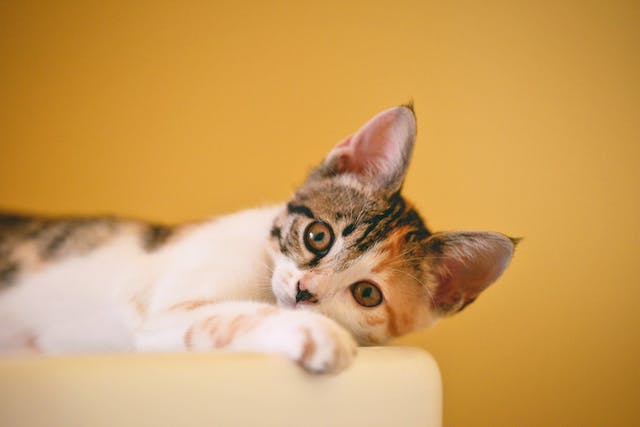 Científico desarrolló vacuna que extendería la vida de los gatos