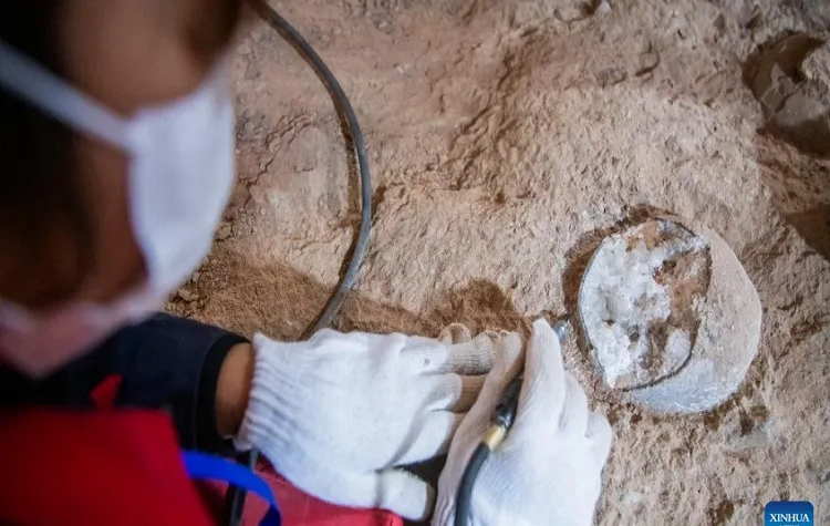 Hallados fósiles de huevos de dinosaurio cristalizados en China