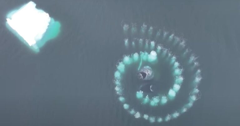 Captan sorprendentes imágenes de ballenas jorobadas que forman espiral de Fibonacci