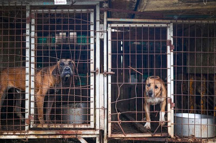 Corea del Sur prohíbe el consumo de la carne de perro