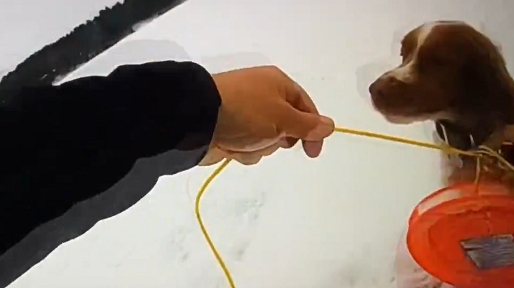 Perra ayuda a su dueño a salir de lago congelado en Michigan (VÍDEO)