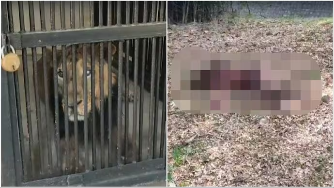 Hombre muere mutilado después de entrar a la jaula de los leones para tomarse una selfie