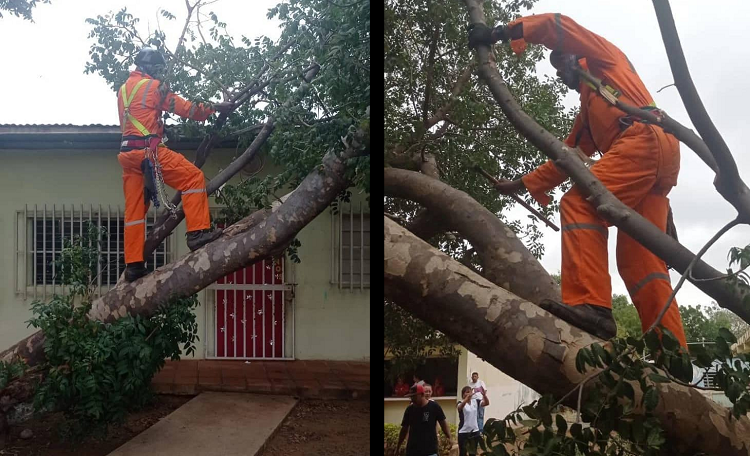 Protección Civil dio respuesta inmediata a problemática que generó caída de árbol en CEIS Doña Olga Camacho