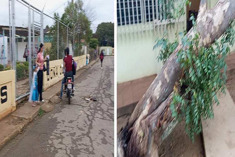 Suspenden clases y actividades de carnaval en el CEIS Doña Olga Camacho por caída de árbol