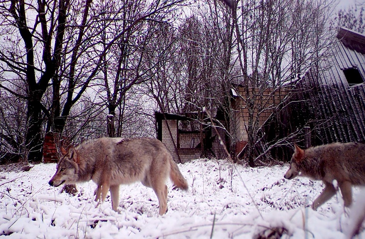 Los lobos mutantes de Chernobyl parecen haber desarrollado resistencia al cáncer