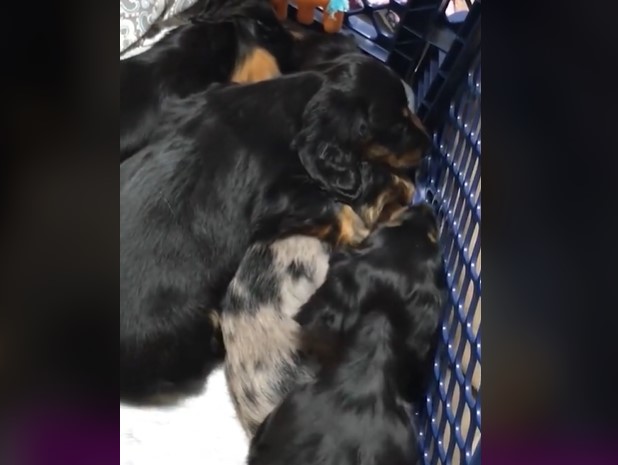 Vídeo: Cachorro abraza y calma a su hermano que tenía pesadilla