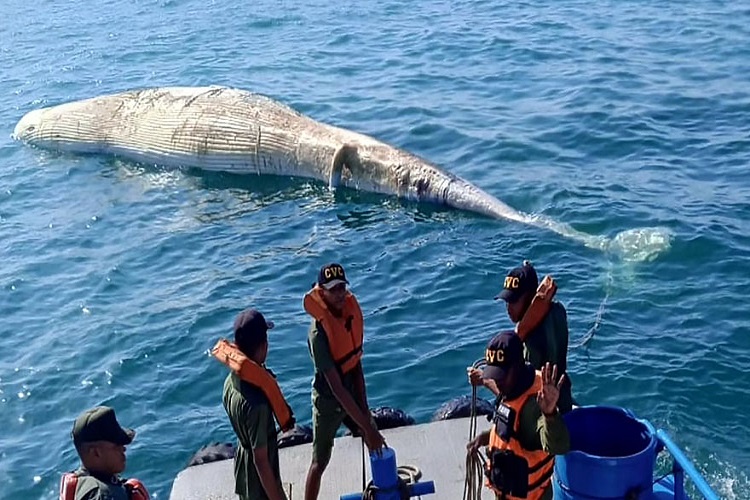 Hallan una ballena muerta en la bahía de Barcelona