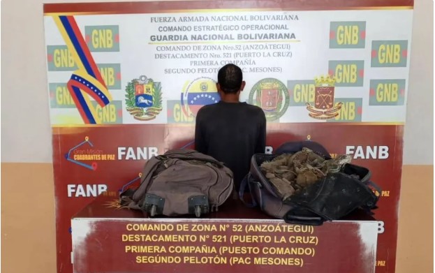 Llevaba 40 iguanas preñadas en bolsos y la GNB lo detuvo en Anzoátegui