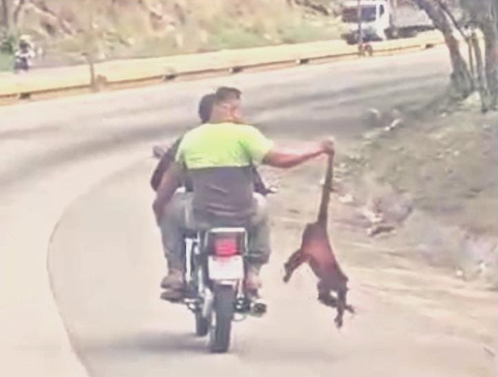 MP investiga a motorizados que maltrataron a un mono en Carabobo (+VÍDEO)