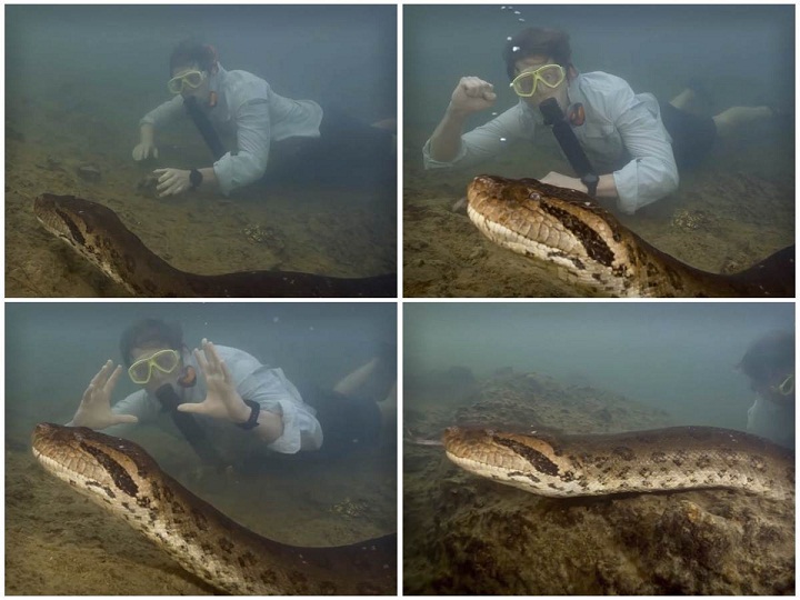 Descubren nueva especie de anaconda gigante en la selva amazónica durante rodaje con Will Smith