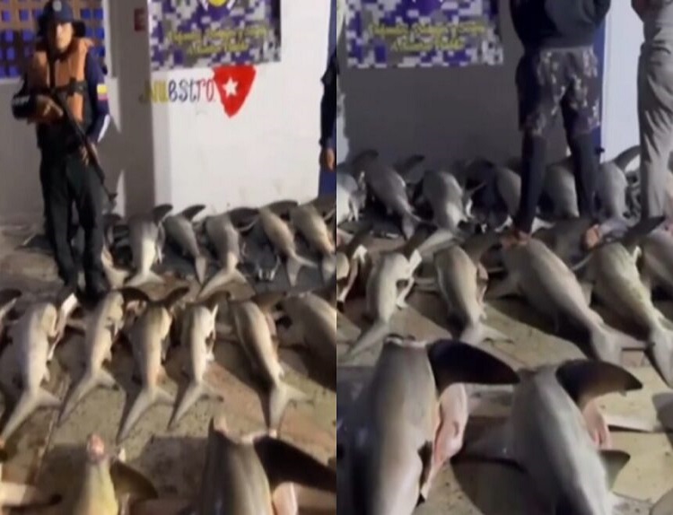 Tres pescadores detenidos por llevar 26 tiburones desmembrados en Sucre