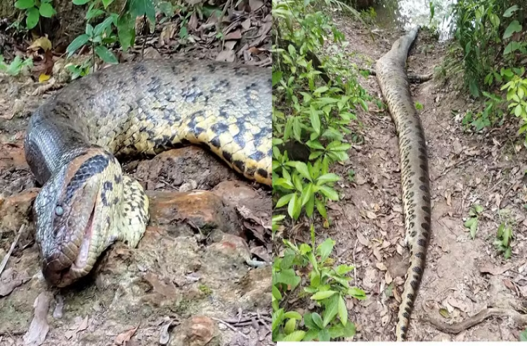 Murió la anaconda más grande del mundo, que fue descubierta en el Amazonas