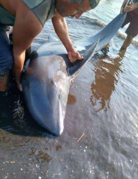 Rescatan más de 200 delfines varados en Morrocoy