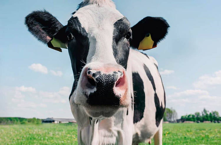 Crean una vaca que produce proteínas de insulina humana en su leche
