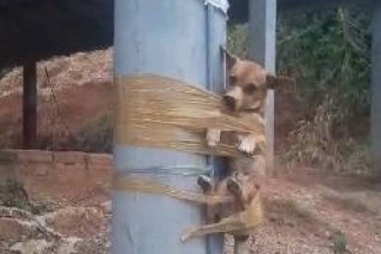 Ató a perro a un poste porque defecaba frente a su domicilio en Colombia