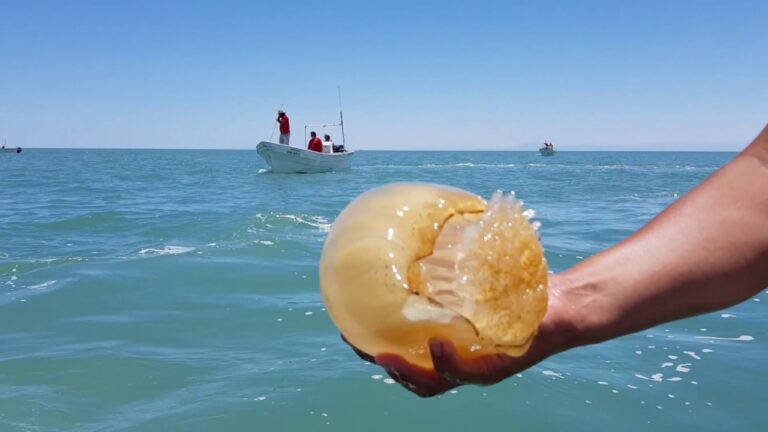 Medusas bola de cañón son avistadas en playas de La Guaira (+Video)