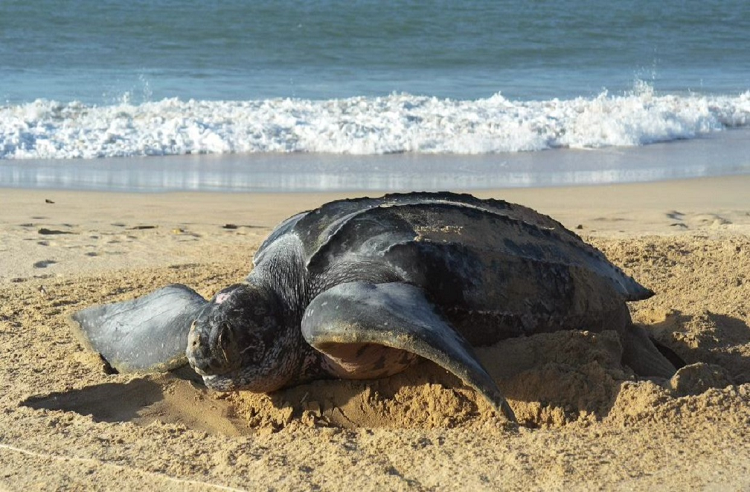 Ejemplar de la tortuga marina más grande deposita sus huevos en Margarita