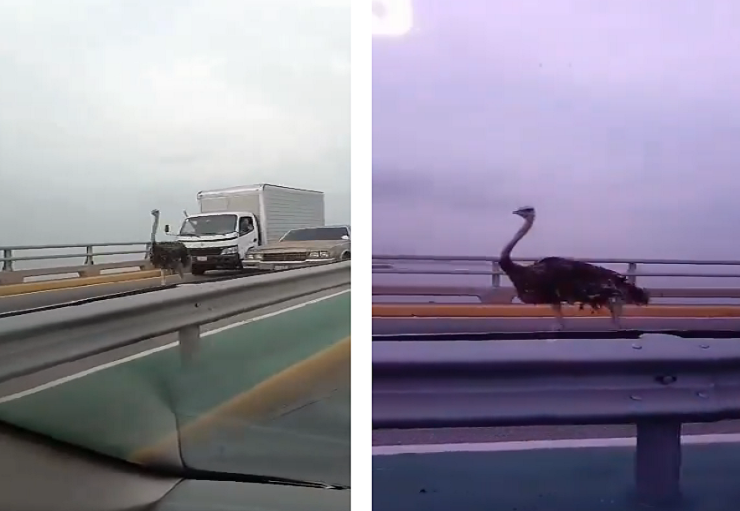 Avestruz paralizó el tráfico en el puente sobre el lago de Maracaibo