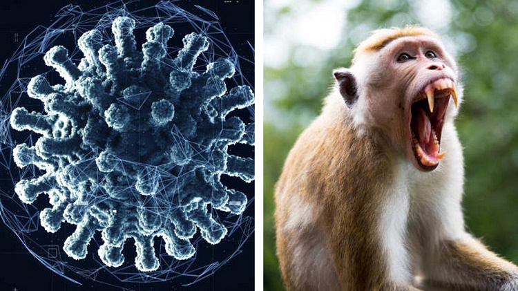 Hong Kong reporta primer caso humano con el mortal Virus B por ataque de mono