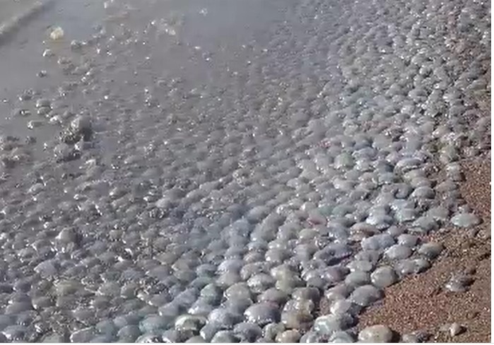 Video| Fuga de gas sigue afectando a consejos de pescadores del eje norte de Falcón y llenando la orilla de medusas muertas