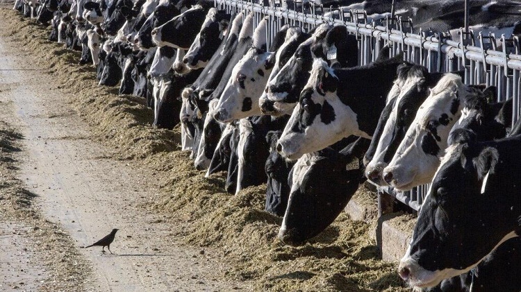 Detectan en Texas primer caso humano de gripe aviar transmitido por una vaca lechera