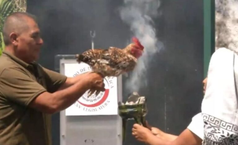 El sacrificio de una gallina en el Senado causa escándalo en México