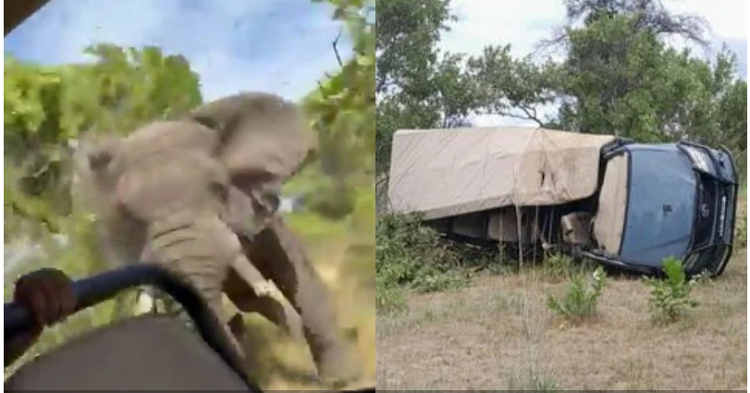 Turista de 80 años muere atacada por un elefante en un safari (VÍDEO)