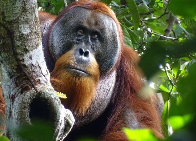 Rakus, el orangután que se cura una herida en la cara tras fabricar un ungüento con una planta medicinal