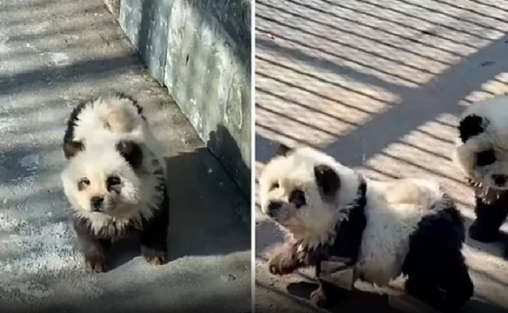 Zoológico sorprende con perros disfrazados de pandas