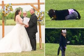 Una mujer que se identifica como gata  irrumpió en una boda
