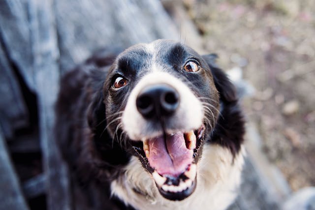 Estudio demuestra que interactuar con perros alivia el estrés y potencia la concentración