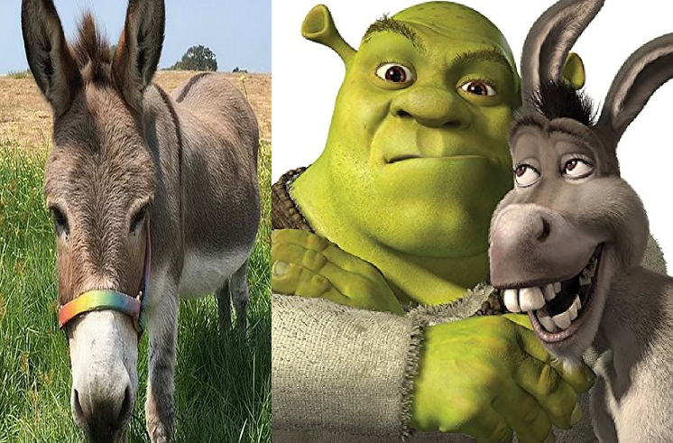 El burro  ‘Perry’ que inspiró el personaje de Shrek recibe 10.000 dólares