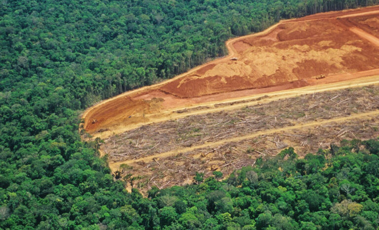 Experto: Deforestación en Venezuela equivale a 350 canchas del fútbol al día