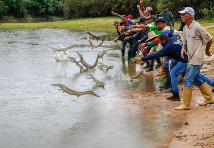 Más de 130 caimanes en peligro de extinción en el país fueron liberados en Apure