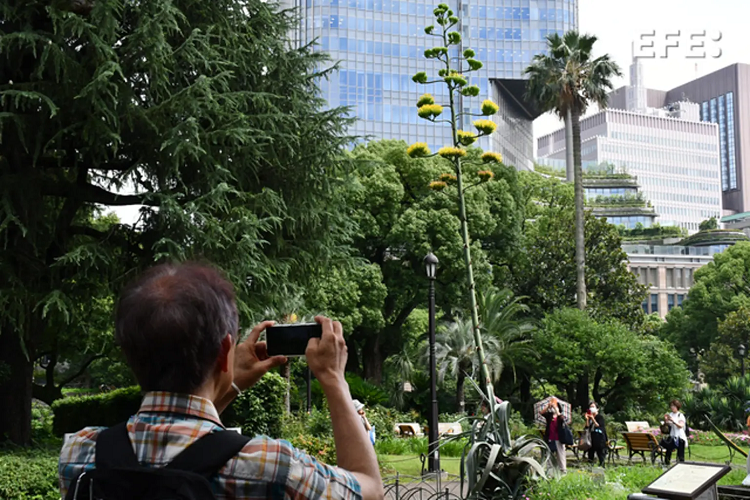 Una flor que aparece una vez cada siglo florece en un parque de Tokio