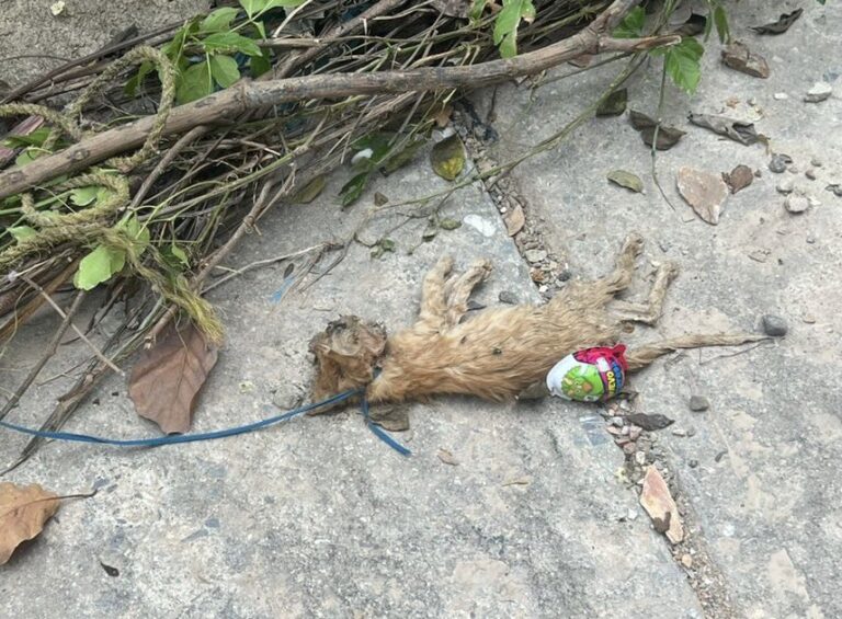 Investigarán caso de gatos ahorcados en Lara