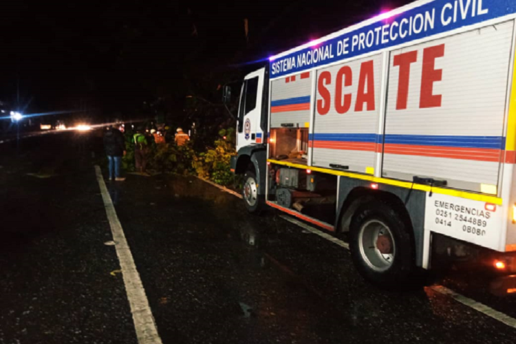 Lluvias ocasionaron caída de árboles y tendido eléctrico en Barquisimeto