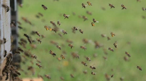 Más de 40 heridos por ataques de abejas en Barinas
