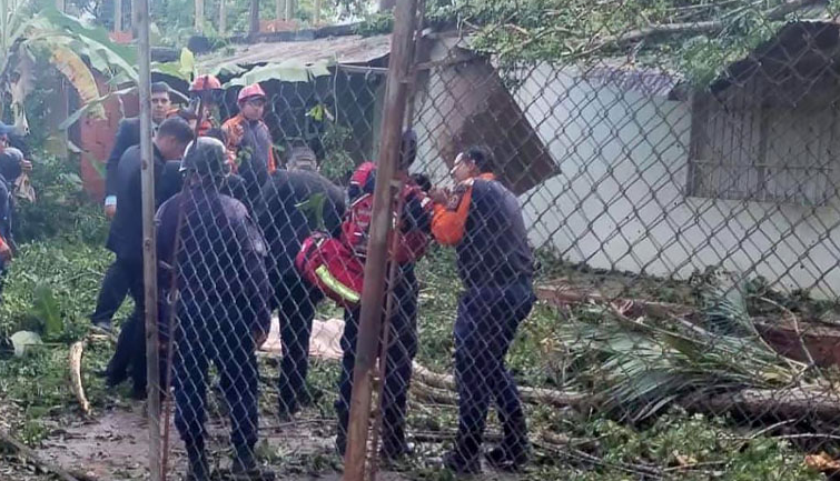 Niño murió al caerle un árbol encima