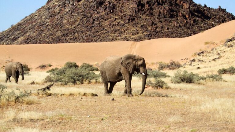 Sacrificarán cientos de elefantes, cebras e hipopótamos para dar carne a la población ante sequía en Namibia